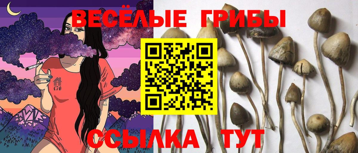 Галлюциногенные грибы Psilocybine cubensis Амурск